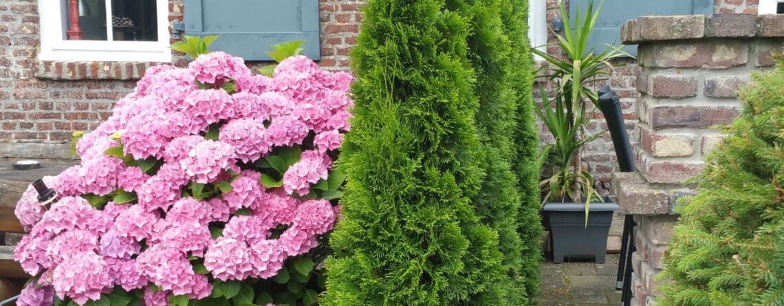 Sierconifeer in tuin naast roze hortensia