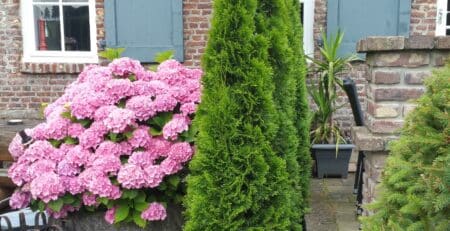 Sierconifeer in tuin naast roze hortensia