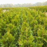 Thuja Martin coniferenveld met gezonde haagplanten op de kwekerij