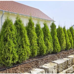 Druppelbuis Bovengronds 4,6mm 3/16" 15m
