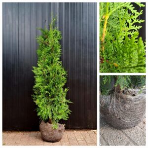 Thuja Brabant maat 125-150 cm - Afbeelding 3