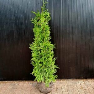 Thuja Brabant 140-150