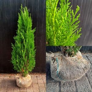 Conifeer Alumii
