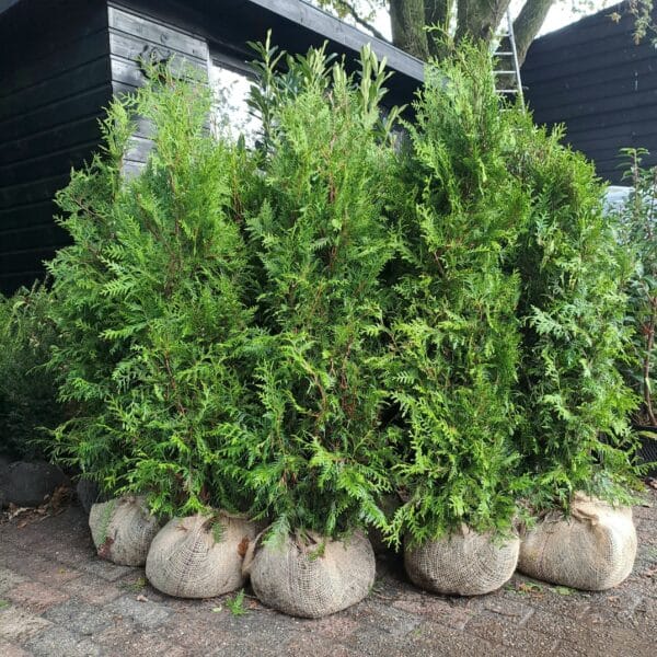 Thuja Brabant 160