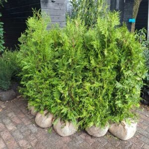Thuja Brabant 120-140
