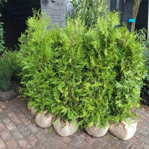 Thuja 140