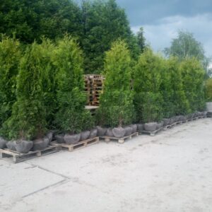 Thuja