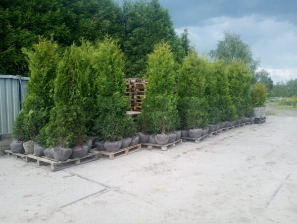 Thuja