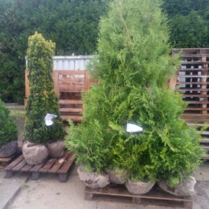 Thuja Brabant
