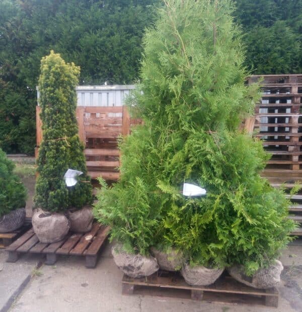 Thuja Brabant