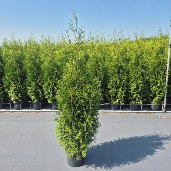 Thuja in pot