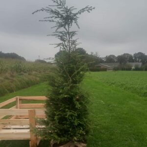 Tsuga canadensis