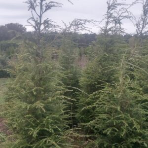Tsuga canadensis