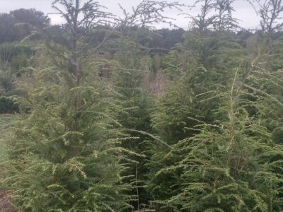 Tsuga canadensis