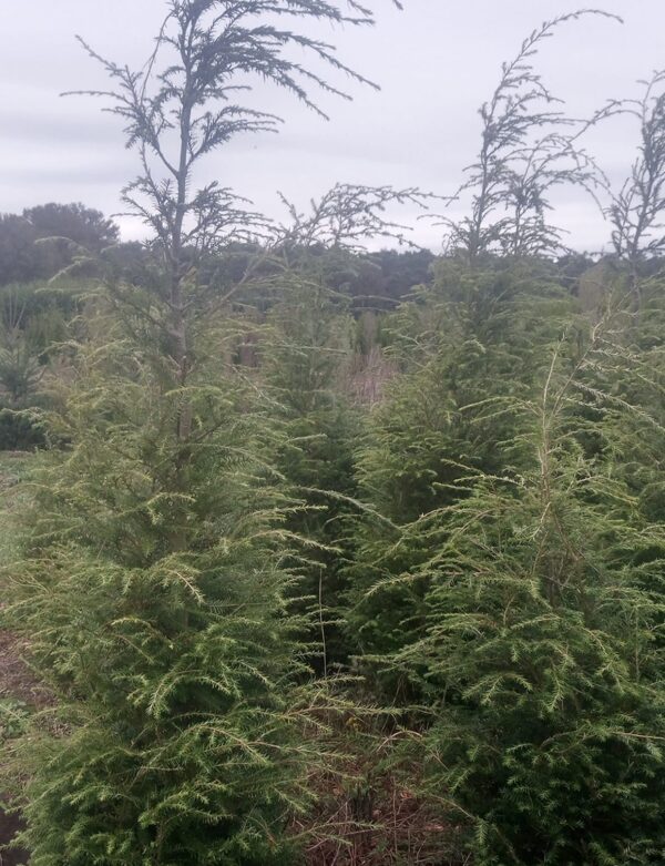 Tsuga canadensis