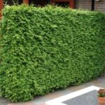 thuja