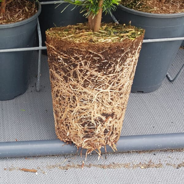 Kluit pot gekweekte conifeer