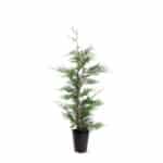 Leylandii