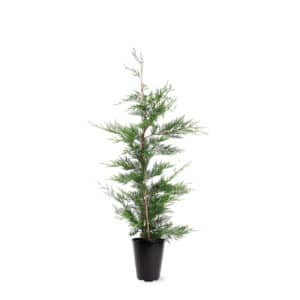Leylandii