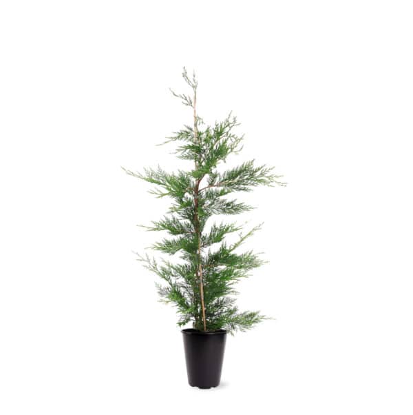 Leylandii
