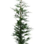 Leylandii 150-175