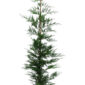 Leylandii 150-175