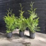 Thuja Brabant potgekweekt, vers van Kwekerij Top&Top