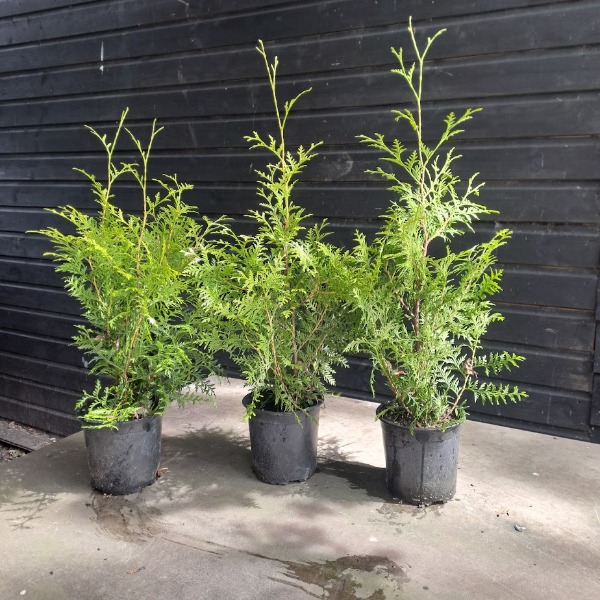 Thuja Brabant potgekweekt, vers van Kwekerij Top&Top