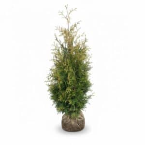 Lichtgroene Thuja Brabant haagconifeer 100-125 cm, winterhard en snelgroeiend – direct kopen bij coniferen-bestellen.nl van Kwekerij Top & Top.