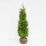 Lichtgroene Thuja Brabant haagconifeer 125-150 cm, winterhard en snelgroeiend – direct kopen bij coniferen-bestellen.nl van Kwekerij Top & Top