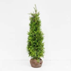 Lichtgroene Thuja Brabant haagconifeer 125-150 cm, winterhard en snelgroeiend – direct kopen bij coniferen-bestellen.nl van Kwekerij Top & Top