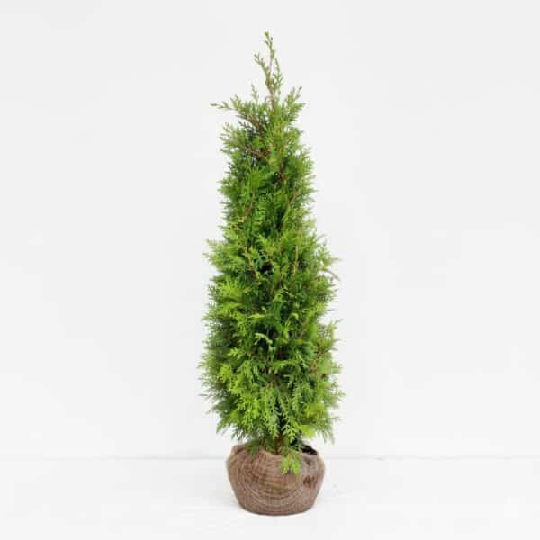 Lichtgroene Thuja Brabant haagconifeer 125-150 cm, winterhard en snelgroeiend – direct kopen bij coniferen-bestellen.nl van Kwekerij Top & Top