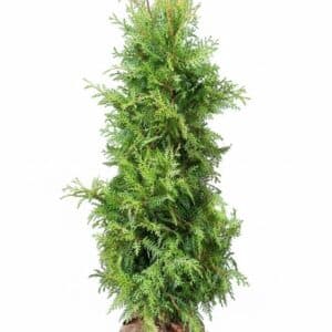 Thuja Brabant 130-160 cm restant smallere coniferen