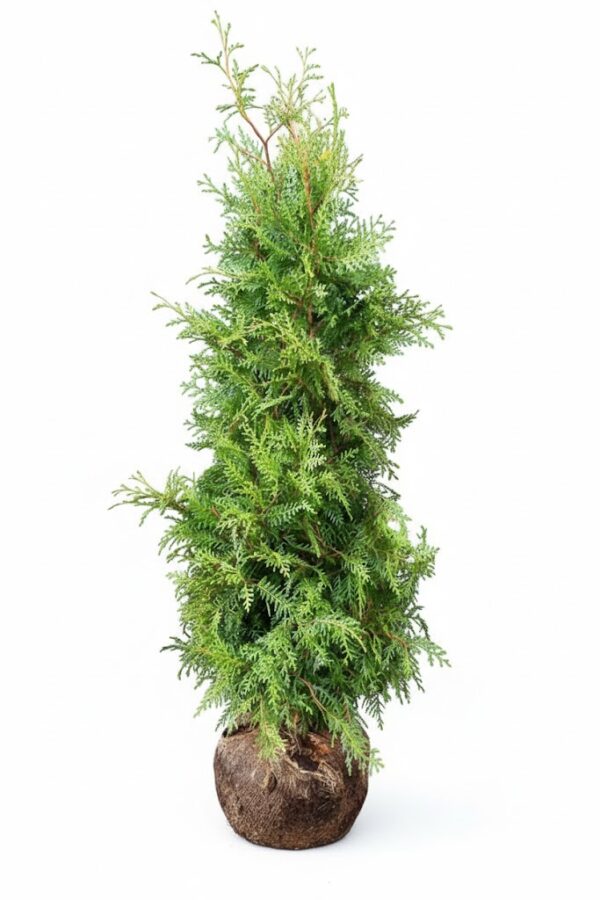 Thuja Brabant 160