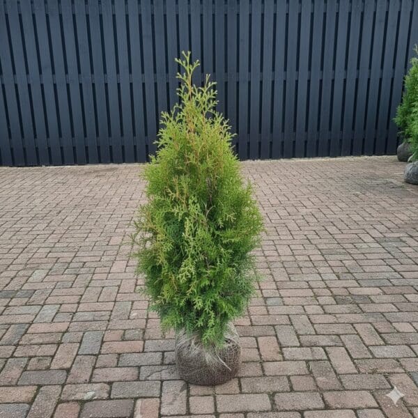 Lichtgroene Thuja Brabant haagconifeer 80-100 cm, winterhard en snelgroeiend – direct kopen bij coniferen-bestellen.nl van Kwekerij Top & Top."