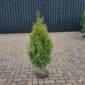 Lichtgroene Thuja Brabant haagconifeer 80-100 cm, winterhard en snelgroeiend – direct kopen bij coniferen-bestellen.nl van Kwekerij Top & Top.