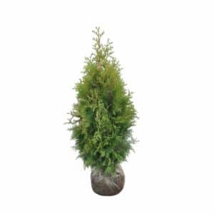 Thuja Brabant haag 80-100 cm kluit- of potgekweekt